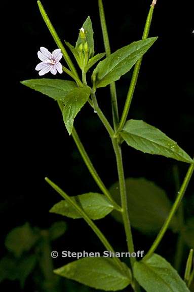 epilobium ciliatum ssp ciliatum 3 graphic